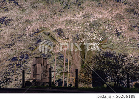 岡山県真庭市 醍醐桜 ライトアップ 岡山県真庭市 醍醐桜 ライトアップ 50266189