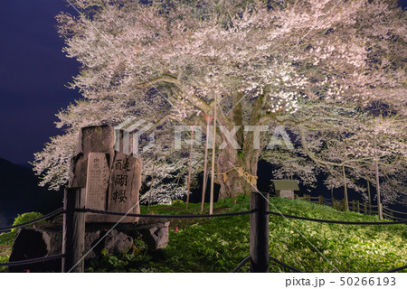 岡山県真庭市　醍醐桜　ライトアップ 50266193