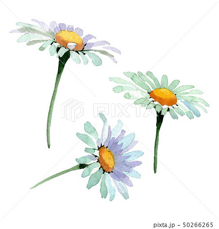 Big white chamomile floral botanical flowers. Watercolor background set. Isolated chamomile 50266265