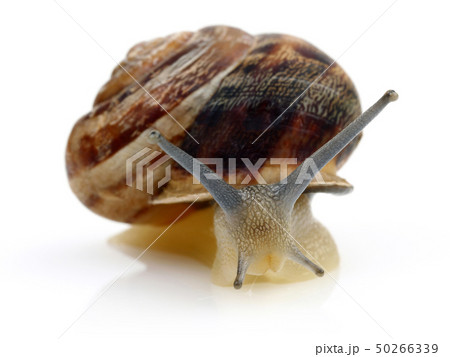 Snail crawling isolated on white Snail crawling isolated on white 50266339