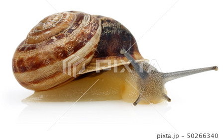 Snail crawling isolated on white Snail crawling isolated on white 50266340