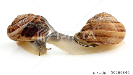 Snail crawling isolated on white 50266346
