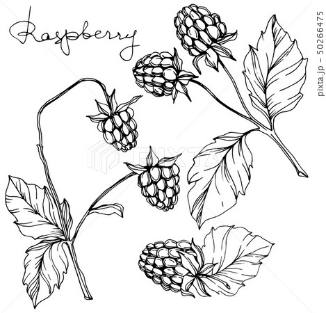 Vector Raspberry healthy food isolated. Black and white engraved ink art. Isolated berries 50266475