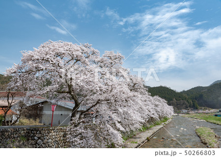 岡山県真庭市 美甘宿場桜 岡山県真庭市 美甘宿場桜 50266803