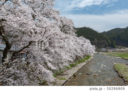 岡山県真庭市 美甘宿場桜 岡山県真庭市 美甘宿場桜 50266809