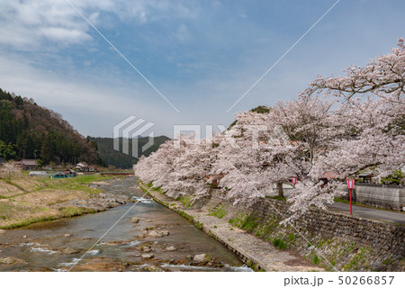 岡山県真庭市　美甘宿場桜 50266857