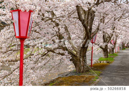 岡山県真庭市 美甘宿場桜 岡山県真庭市 美甘宿場桜 50266858