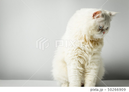 White persian cat with wool that frown on white 50266909