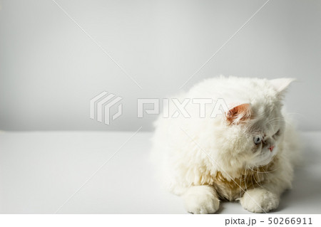 White persian cat with wool that frown on white White persian cat with wool that frown on white 50266911