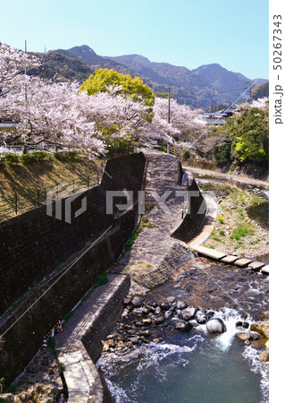 佐賀 嬉野温泉 桜に彩られた町並みの写真素材