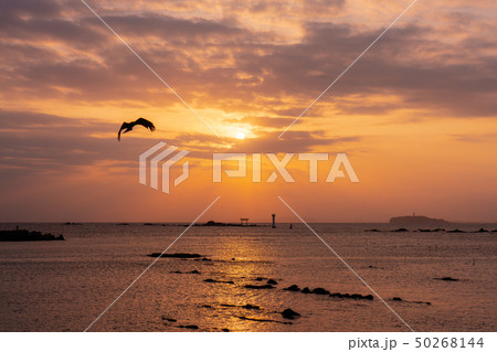 葉山の夕景〜海鳥と共に〜 50268144