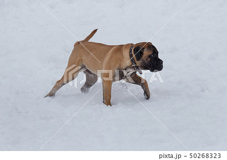 Cute bullmastiff puppy is walking on a white snow. Cute bullmastiff puppy is walking on a white snow. 50268323