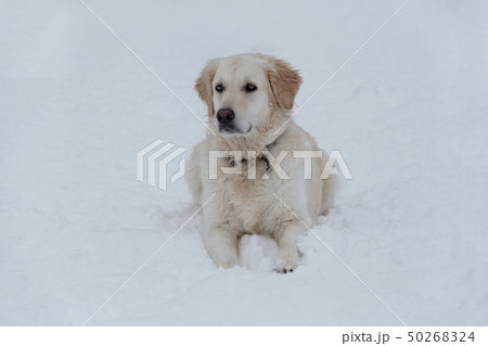 Cute golden retriever is lying on a white snow. Cute golden retriever is lying on a white snow. 50268324