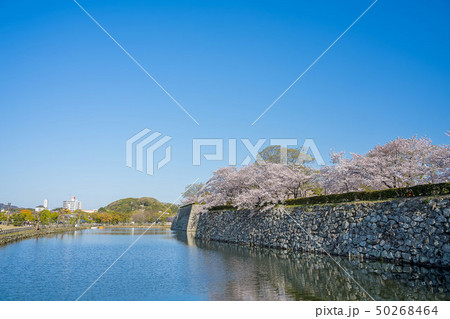 桜が満開の姫路城 桜が満開の姫路城 50268464
