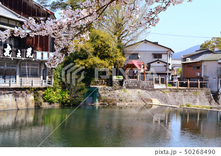 佐賀　嬉野温泉　桜に彩られた町並み 50268490
