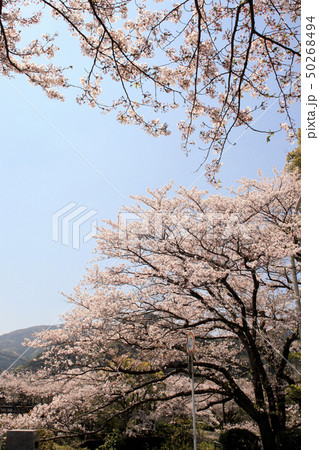 佐賀 嬉野温泉 桜に彩られた町並みの写真素材