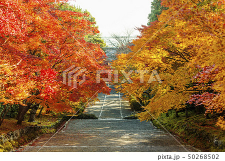 京都二尊院　京都の紅葉名所　秋の京都観光スポット　京都嵐山嵯峨野　紅葉の馬場　 50268502