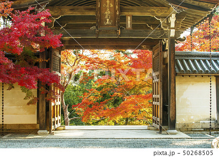 京都二尊院　紅葉の名所　秋の京都　京都嵯峨野人気スポット 50268505