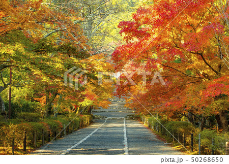 京都二尊院　紅葉の名所　秋の京都　紅葉の馬場　京都嵯峨野 50268650