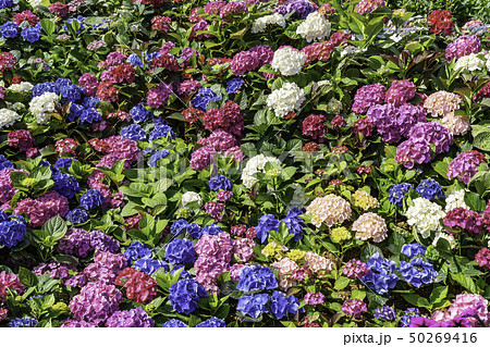 花 植物 アジサイ 50269416