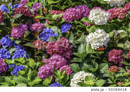 花 アジサイ 植物 50269418