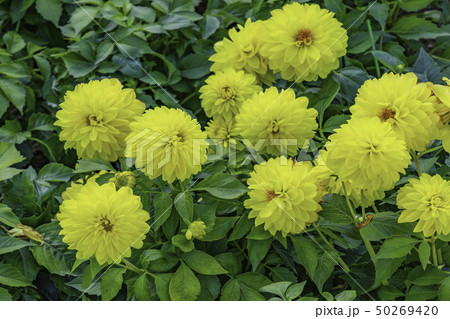 花 植物 自然 50269420