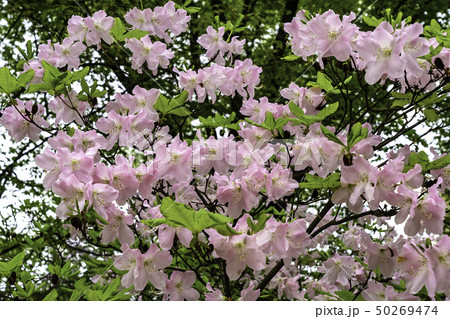 花 ツツジ 昌慶宮 50269474