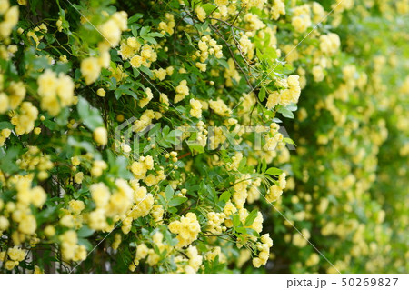 モッコウ薔薇の垣根４ 50269827