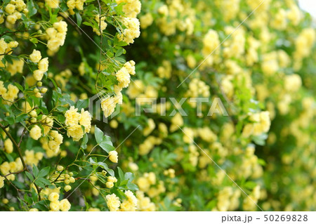 モッコウ薔薇の垣根5 モッコウ薔薇の垣根5 50269828