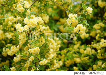 モッコウ薔薇の垣根６ 50269829