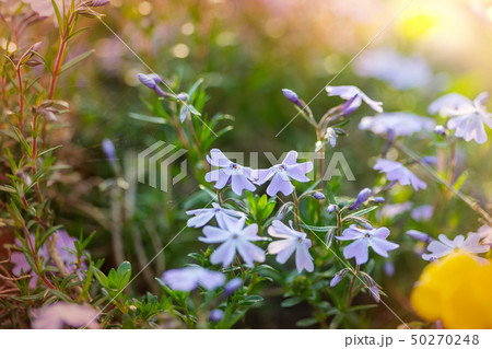 Flowers 50270248