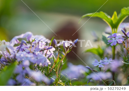 Flowers 50270249