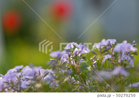 Flowers 50270250