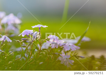 Flower 50270251
