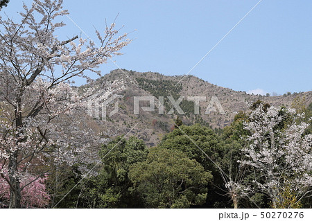 桜・鹿島扇平自然公園 桜・鹿島扇平自然公園 50270276