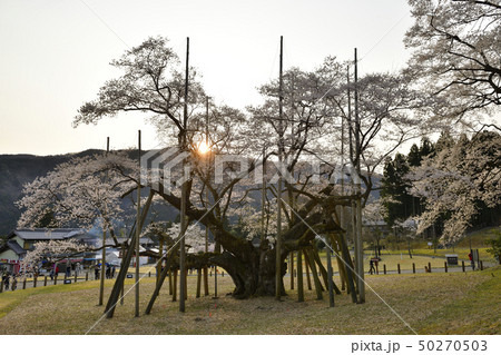 淡墨桜 淡墨桜 50270503