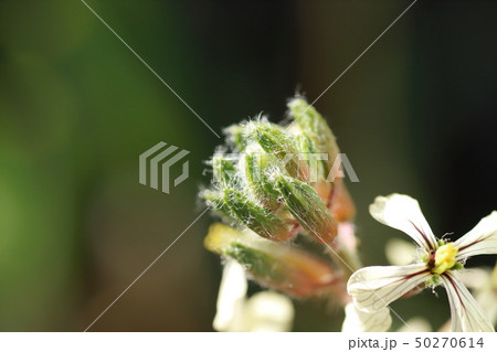ルッコラの花 50270614