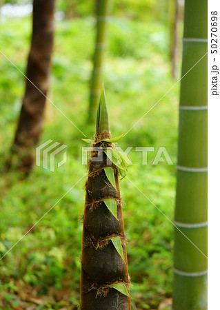 竹林の若竹5 竹林の若竹5 50270698