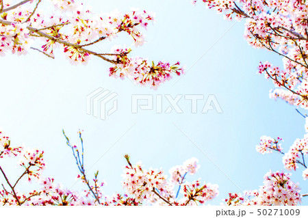 美しく満開に咲き誇る桜の縁取りと青い空のコピースペース 50271009