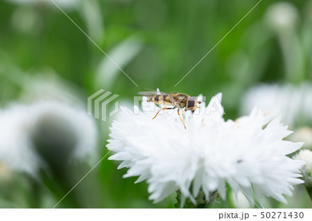 花の蜜を吸うミツバチ 50271430