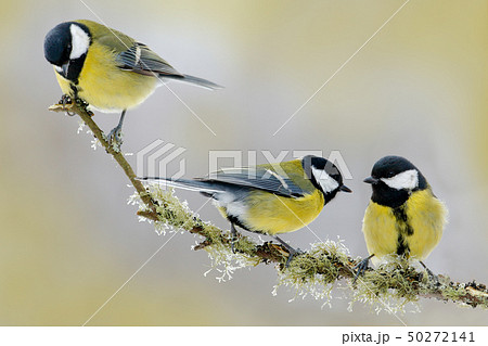 Three songbird. Garden bird Great Tit, Parus major 50272141