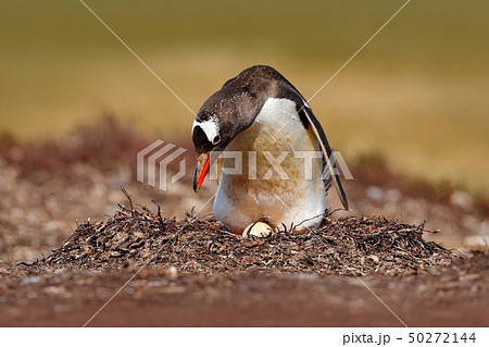 Nesting penguin on the meadow. Gentoo penguin 50272144