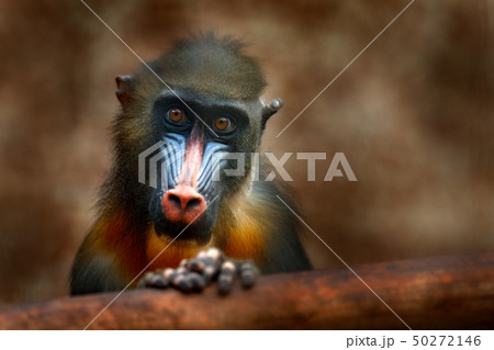 Mandrill, Mandrillus sphinx, primate monkey Mandrill, Mandrillus sphinx, primate monkey 50272146