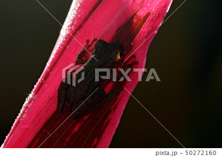 Tropic frog Stauffers Treefrog, Scinax staufferi Tropic frog Stauffers Treefrog, Scinax staufferi 50272160