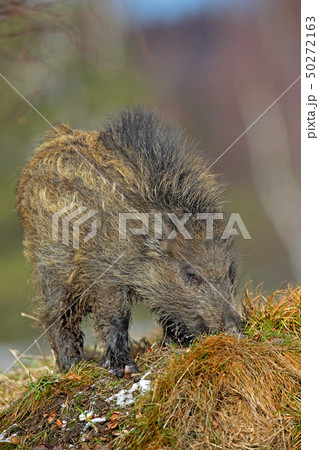 Wild pig, dark wood Germany. Young Wild boar Wild pig, dark wood Germany. Young Wild boar 50272163