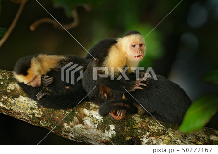 White-headed Capuchin, Cebus capucinus White-headed Capuchin, Cebus capucinus 50272167