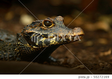 African dwarf crocodile, broad-snouted bony African dwarf crocodile, broad-snouted bony 50272169