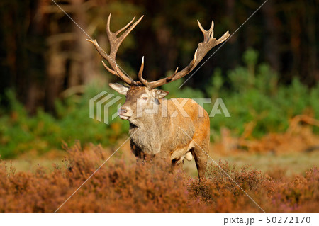 Red deer, rutting season, Hoge Veluwe 50272170