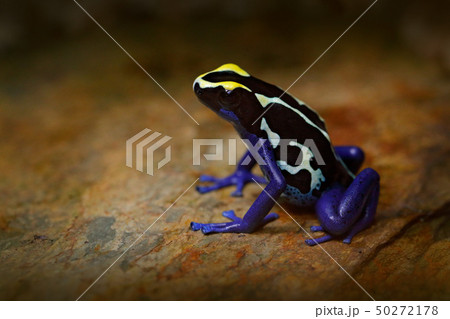 Poison frog, blue frog in tropical nature 50272178