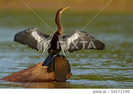 Anhinga, water bird in the river nature habitat Anhinga, water bird in the river nature habitat 50272190